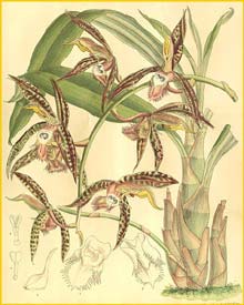   ( Catasetum saccatum ) Curtis's Botanical Magazine 1905 