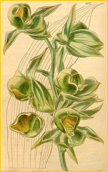  - ( Catasetum viridiflavum ) Curtis's Botanical Magazine