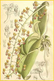  ( Ornithochilus difformis var. difformis )  Curtis's Botanical Magazine 1894