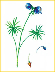    ( Aconitum biflorum ),     