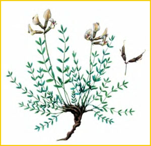    ( Astragalus ionae ),     