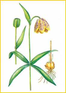    ( Fritillaria dagana  ),     