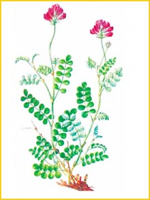   ( Hedysarum minussiense ),     