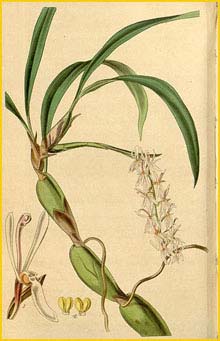   ( Otochilus fuscus )  Curtis's Botanical Magazine 1842