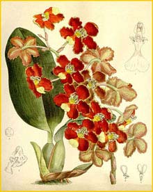   ( Otoglossum brevifolium ) Curtis's Botanical Magazine 1899