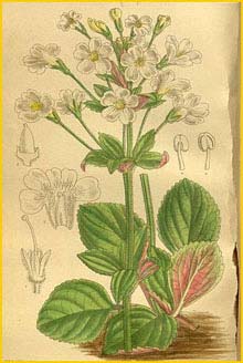   ( Ourisia macrophylla ) Curtis's Botanical Magazine 1910
