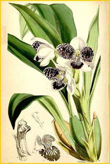   ( Pabstia jugosa ) Curtis's Botanical Magazine 1867