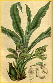 ( Pabstia placanthera ) Curtis's Botanical Magazine 1832