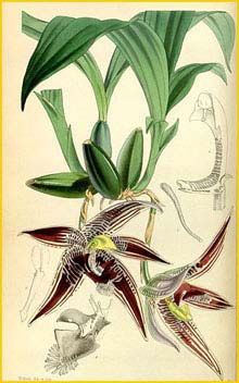   ( Paphinia cristata )  Curtis's Botanical Magazine 1855