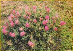   ( Astragalus hirticalyx ) Flora of Iran by Ahmad Ghareman