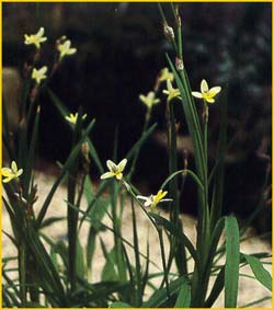   ( Synnotia parviflora )