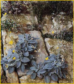   ( Hieracium lanatum )