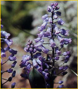   ( Hyacinthella glabrescens )