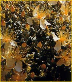   ( Hypericum polyphyllum )