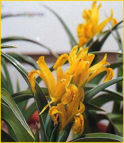   ( Iris bucharica )