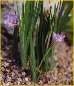   ( Iris collettii )