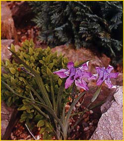   /  ( Iris decora / nepalensis )