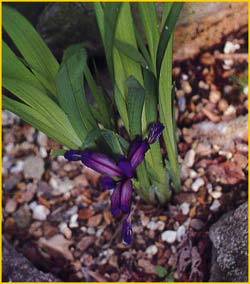   ( Iris graminea )
