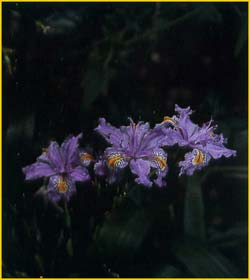   ( Iris japonica )