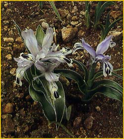   ( Iris kuschakewiczii )