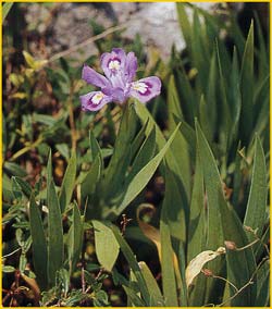   ( Iris lacustris )