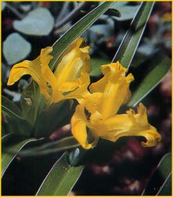   ( Iris maracandica )
