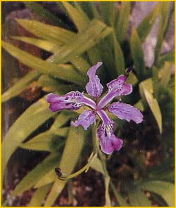  ( Iris milesii )