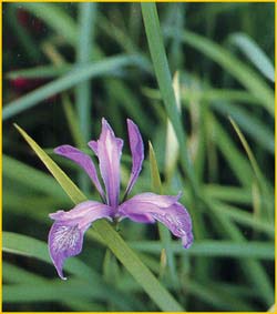   ( Iris missouriensis )