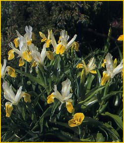   ( Iris orchioides )