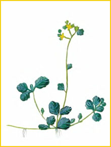   ( Chrysosplenium filipes ),     