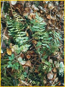   ( Dryopteris cristata ),     