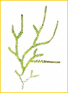   ( Selaginella sajanensis ),     