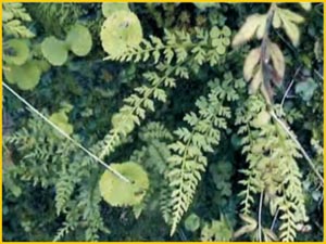    ( Woodsia pinnatifida ),     