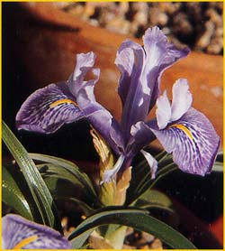   ( Iris planifolia )