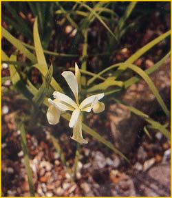    ( Iris prismatica var. alba )