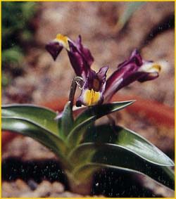   ( Iris pseudocaucasica )