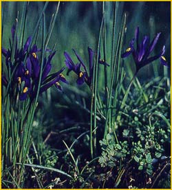   ( Iris reticulata )
