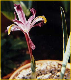   ( Iris rosenbachiana )