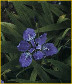  ( Iris tectorum )