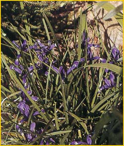   ( Iris unguicularis )