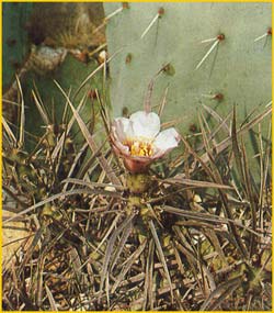  .  ( Tephrocactus articulatus var. syringacanthus )