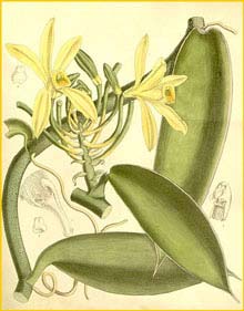 Ваниль плосколистная ( Vanilla planifolia ) Curtis's Botanical Magazine 1891