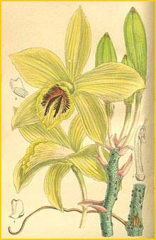 Ваниль Хумблота ( Vanilla humblotii ) Curtis's Botanical Magazine
