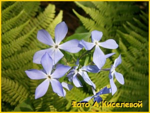   ( Vinca herbacea / libanotica ) 