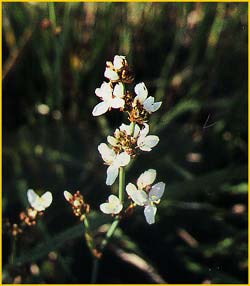   ( Libertia grandiflora )