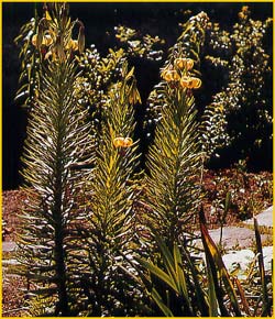   ( Lilium pyrenaicum )