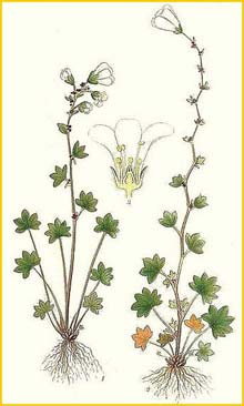   ( Saxifraga cernua ) Bilder ur Nordens Flora (1901-1905) by Carl Lindman