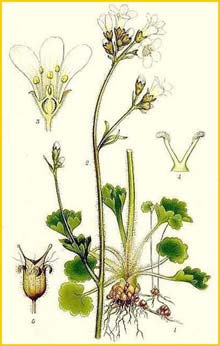   ( Saxifraga granulata ) Bilder ur Nordens Flora (1901-1905) by Carl Lindman