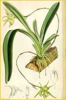   ( Aeranthes arachnitis ) Curtis's Botanical Magazine 1873