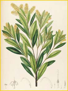   ( Andriapetalum reticulatum ) by Johann Pohl 1827 Plantarium brasiliae